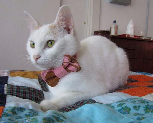 DIY Projects for Your Pet - Easy Cat Bow Tie Sewing Tutorial- Cat and Dog Beds, Treats, Collars and Easy Crafts to Make for Toys - Homemade Dog Biscuits, Food and Treats - Fun Ideas for Teen, Tweens and Adults to Make for Pets 