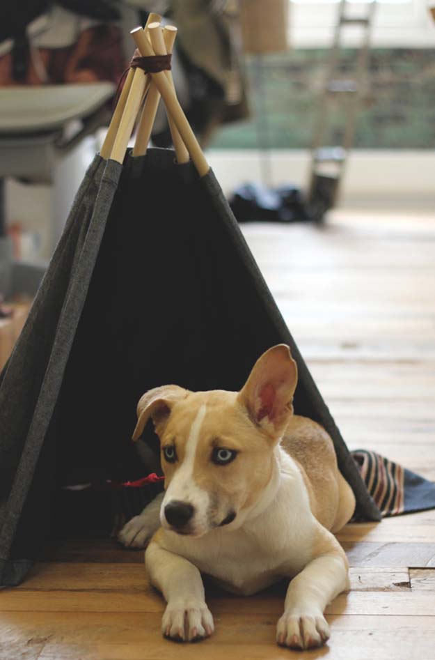 DIY Projects for Your Pet - Do It Yourself Dog Tepee Tent - Cat and Dog Beds, Treats, Collars and Easy Crafts to Make for Toys - Homemade Dog Biscuits, Food and Treats - Fun Ideas for Teen, Tweens and Adults to Make for Pets 
