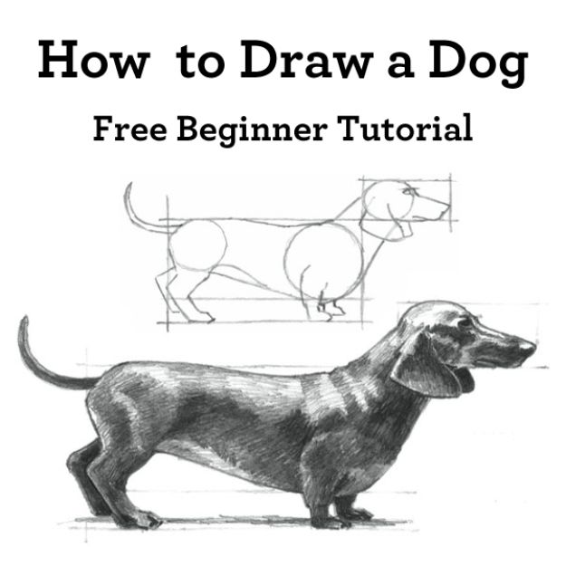 How to Draw Dogs - Draw A Dachshund - Easy Step by Step Drawing Tutorial - Learn How To Draw A Dog and Cute Puppies - Cartoon and Realistic Animals