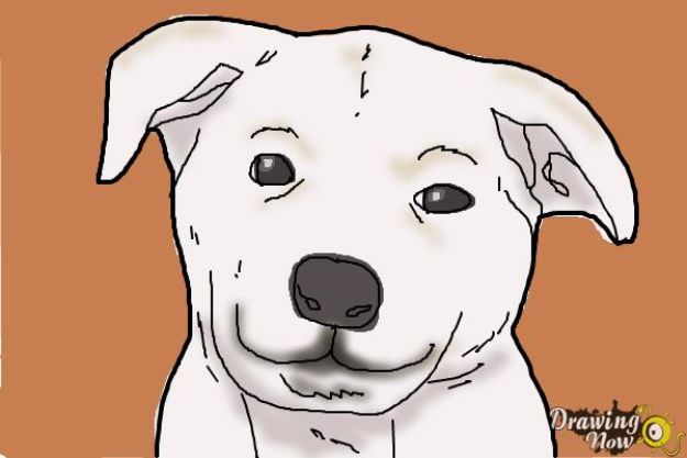 How to Draw Dogs - Draw A Dog Face - Easy Step by Step Drawing Tutorial - Learn How To Draw A Dog and Cute Puppies - Cartoon and Realistic Animals