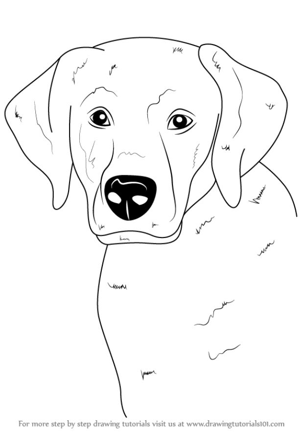How to Draw Dogs - Draw A Labrador Face - Easy Step by Step Drawing Tutorial - Learn How To Draw A Dog and Cute Puppies - Cartoon and Realistic Animals