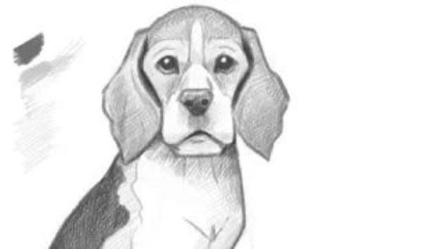 How to Draw Dogs - Draw A Puppy - Easy Step by Step Drawing Tutorial - Learn How To Draw A Dog and Cute Puppies - Cartoon and Realistic Animals