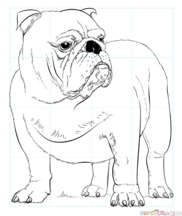 How to Draw Dogs - Draw An English Bulldog - Easy Step by Step Drawing Tutorial - Learn How To Draw A Dog and Cute Puppies - Cartoon and Realistic Animals