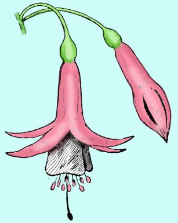 Flower Drawing Tutorials - Draw Fuchsias Flowers - Simple Tutorial for Easy Flower Doodles, Vintage Design Ideas for Flowers, Step by Step Pencil Drawings - How to Draw a Rose, Lily, Hibiscus, Daisy