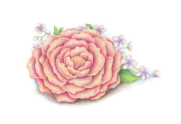 Flower Drawing Tutorials - Draw Spring Flowers With Colored Pencils - Simple Tutorial for Easy Flower Doodles, Vintage Design Ideas for Flowers, Step by Step Pencil Drawings - How to Draw a Rose, Lily, Hibiscus, Daisy