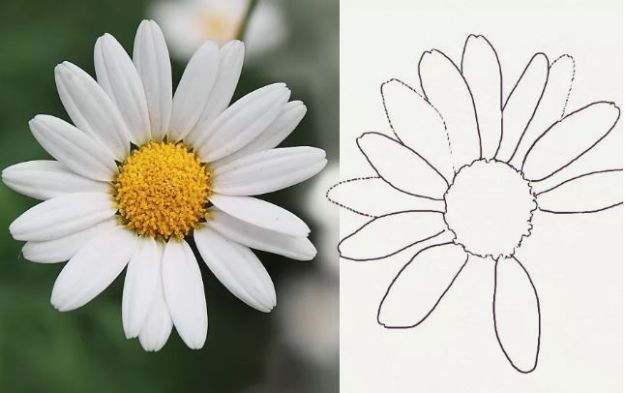 Flower Drawing Tutorials - Draw a Realistic Daisy - Simple Tutorial for Easy Flower Doodles, Vintage Design Ideas for Flowers, Step by Step Pencil Drawings - How to Draw a Rose, Lily, Hibiscus, Daisy