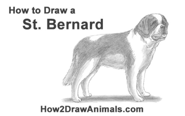 How to Draw Dogs - Draw a St. Bernard Dog - Easy Step by Step Drawing Tutorial - Learn How To Draw A Dog and Cute Puppies - Cartoon and Realistic Animals
