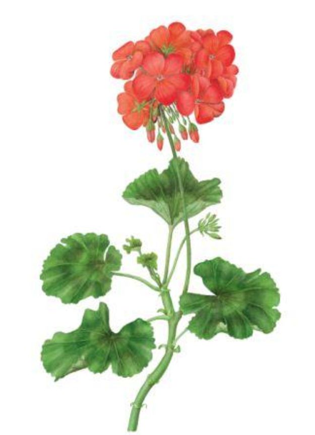 Flower Drawing Tutorials - Draw and Paint a Pelargonium in Watercolour - Simple Tutorial for Easy Flower Doodles, Vintage Design Ideas for Flowers, Step by Step Pencil Drawings - How to Draw a Rose, Lily, Hibiscus, Daisy